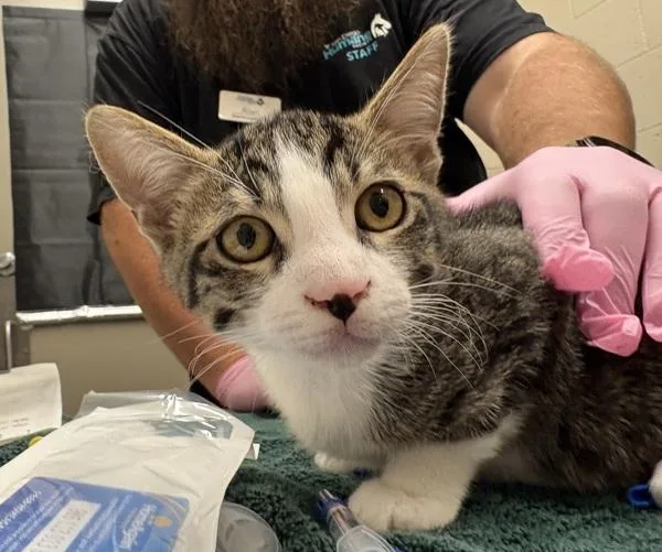 A baby small-sized male Domestic Short Hair cat named Apl.De.Ap for adoption in El Cajon, CA