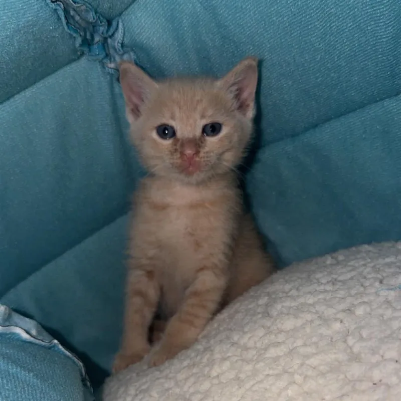 A baby small-sized male Orange / Red Domestic Short Hair cat named Snow for adoption in Pensacola, FL