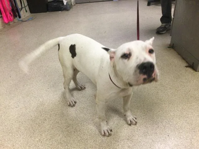 A young medium-sized female Boxer dog named Vanilla for adoption in Riverside, CA