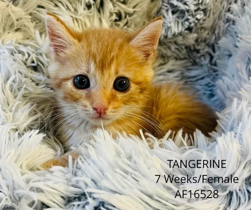 A young medium-sized female Domestic Short Hair cat named Tangerine for adoption in Supply, NC