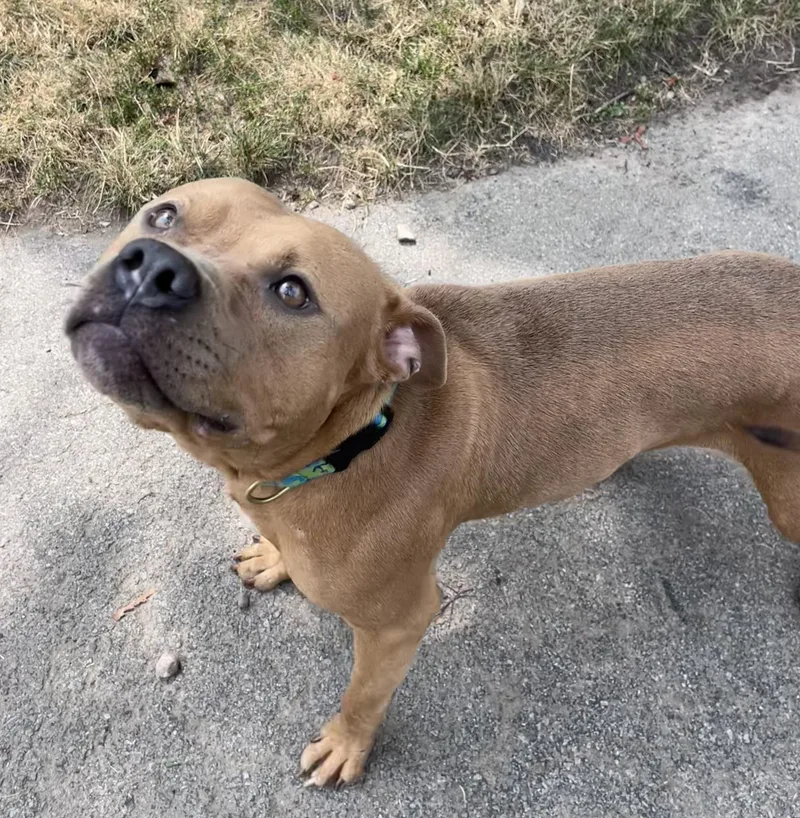 A young medium-sized male Pit Bull Terrier dog named Brody for adoption in Buffalo, NY