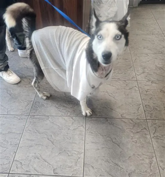 A young large-sized female Siberian Husky dog named Shasta for adoption in Los Angeles, CA