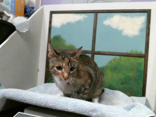 A young large-sized female Domestic Short Hair cat named Winnie for adoption in Houston, TX