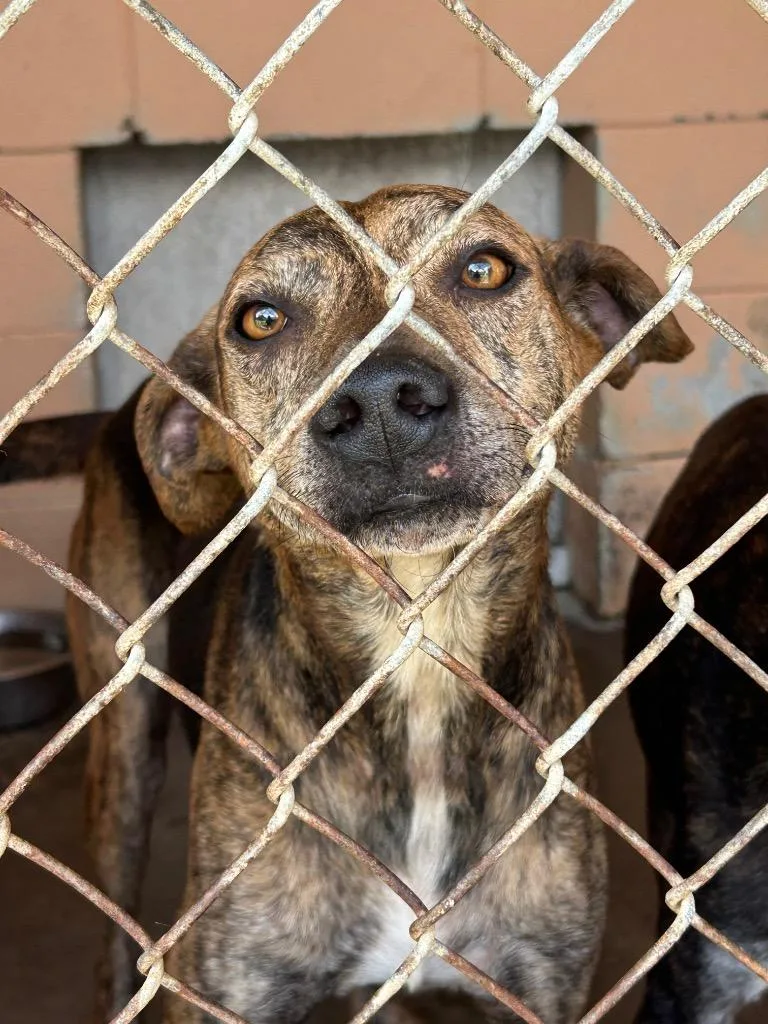 An adult medium-sized male Treeing Walker Coonhound dog named Cherry for adoption in Gautier, MS