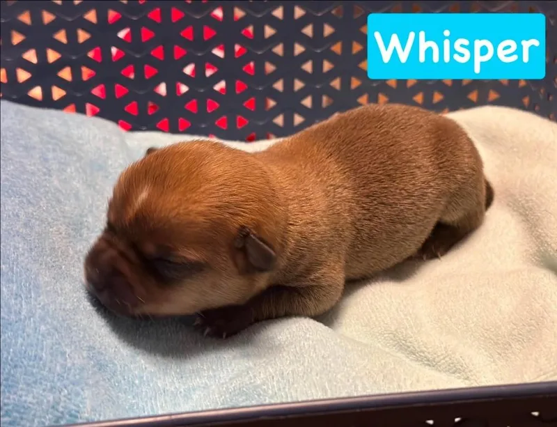 A baby small-sized male Brown / Chocolate Chihuahua dog named Whisper for adoption in Shawnee, OK