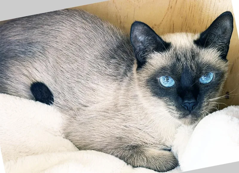 An adult medium-sized female Chocolate Point Siamese cat named Sisi for adoption in San Clemente, CA