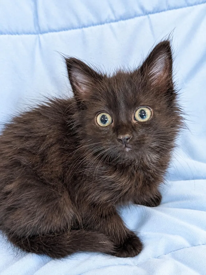 A baby medium-sized female Black Domestic Long Hair cat named Axle for adoption in Greensboro, NC