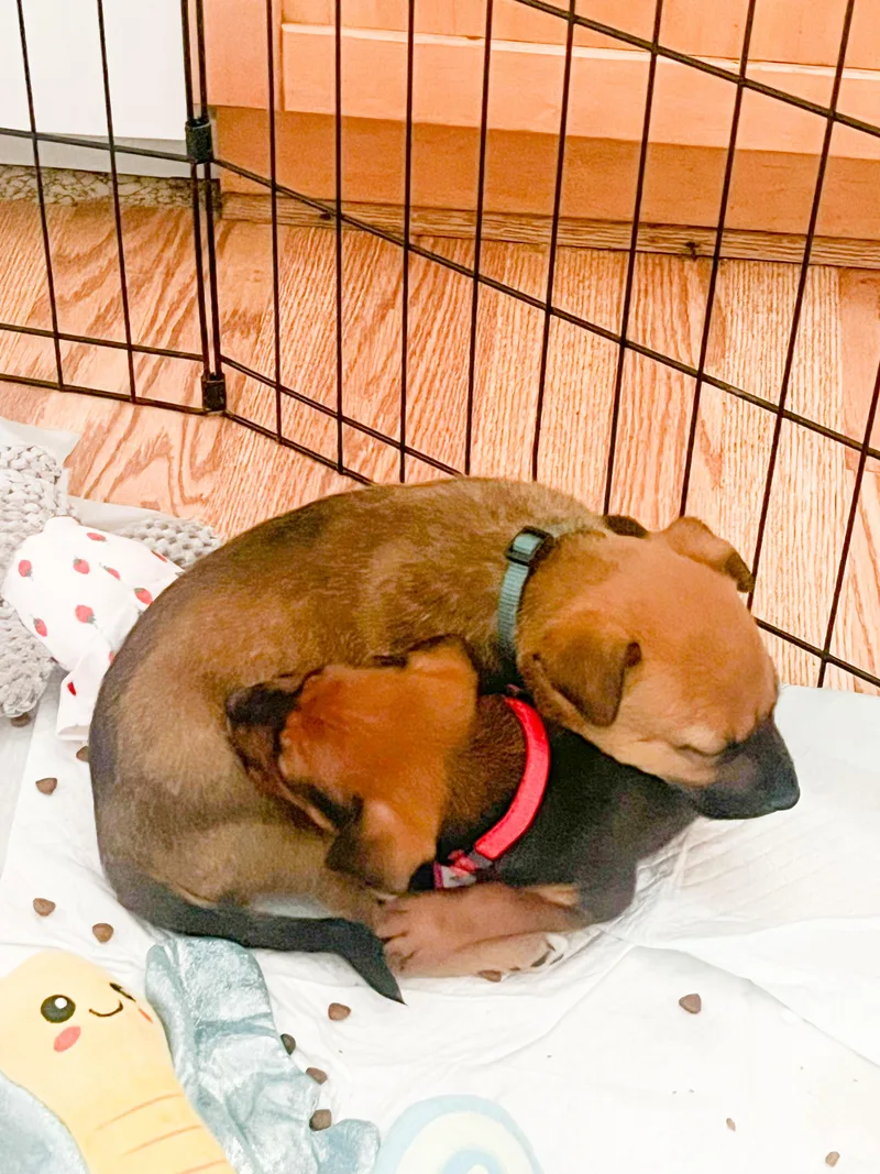 Dolly Parton thumbnail 2