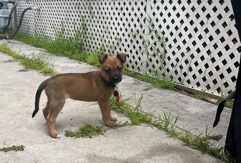 Dolly Parton thumbnail 4