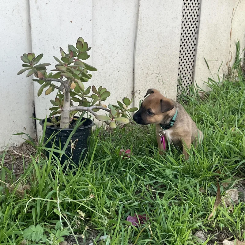 Dolly Parton thumbnail 5