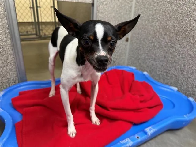 An adult small-sized male Chihuahua dog named Georgie for adoption in Santa Rosa, CA