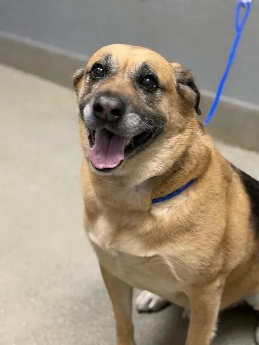 An adult large-sized male German Shepherd Dog dog named Rio for adoption in Las Vegas, NV