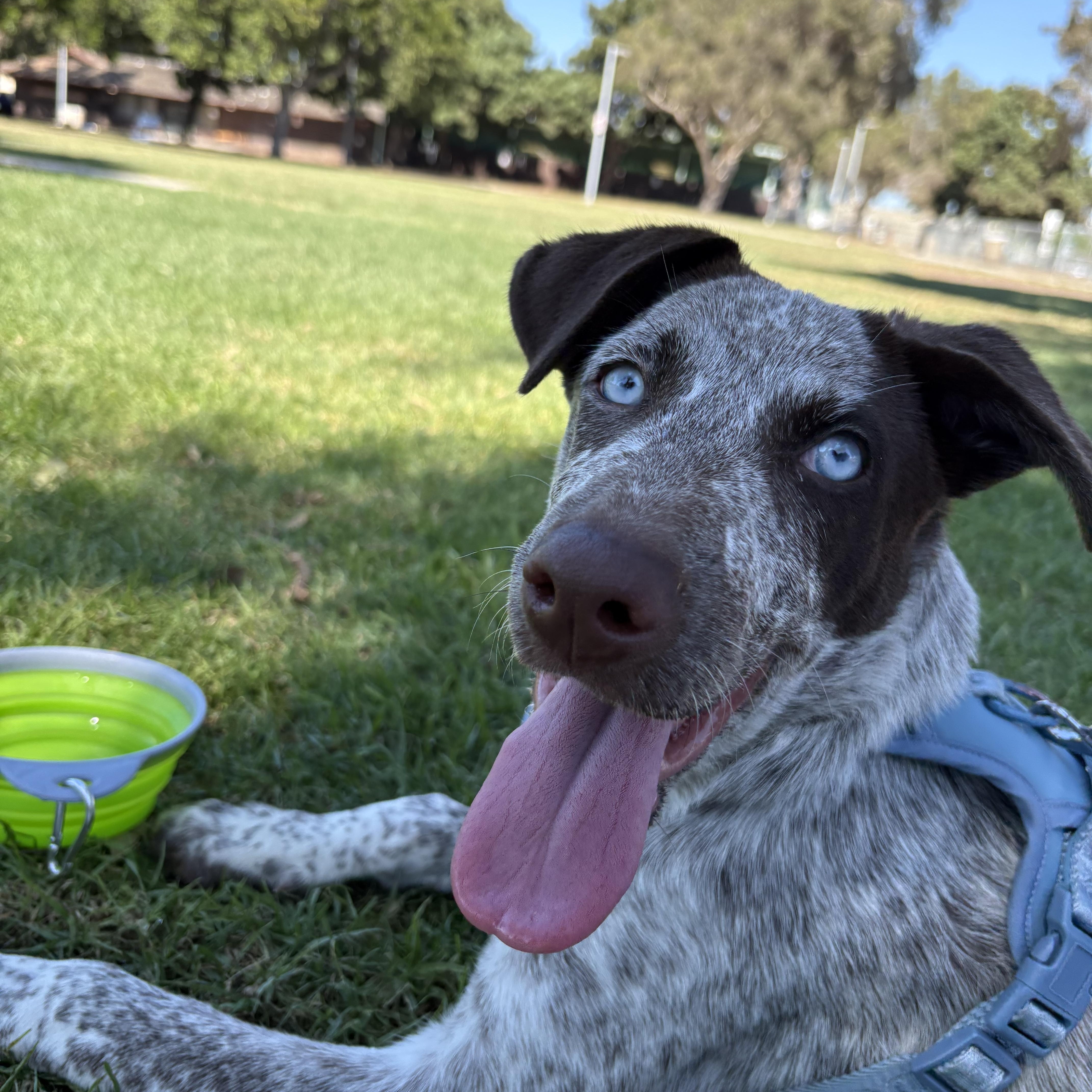 A baby medium-sized female Australian Shepherd dog named Monstera for adoption in San Diego, CA