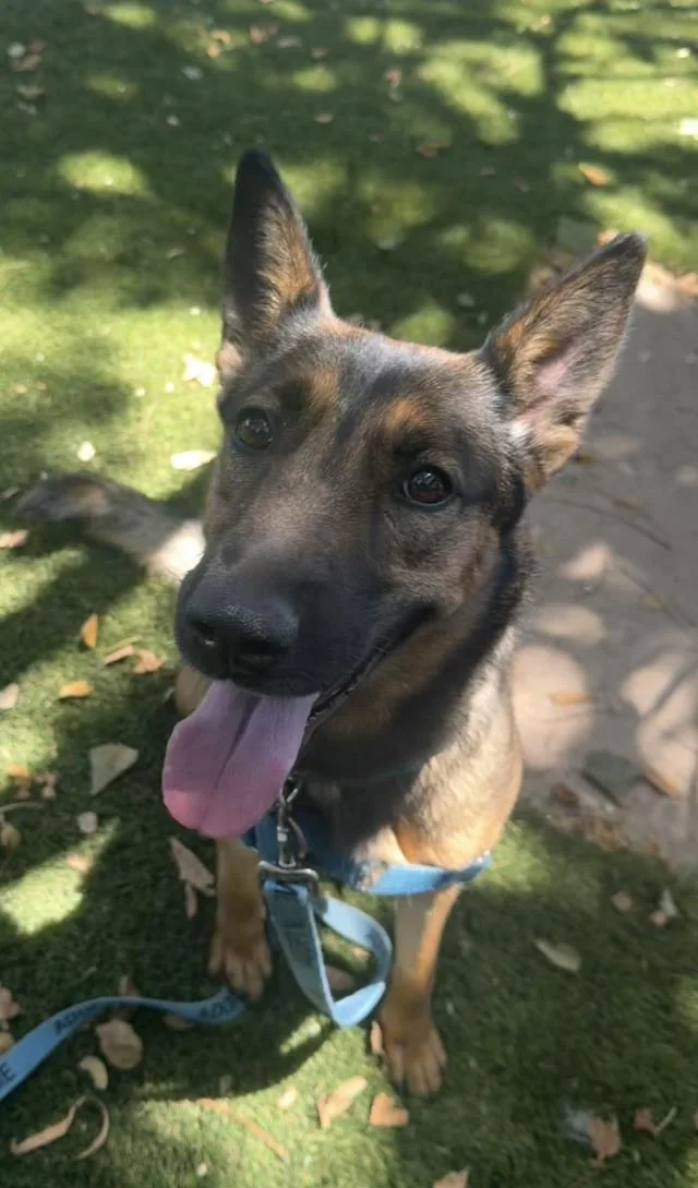 A young large-sized female German Shepherd Dog dog named Bridgette for adoption in Santa Barbara, CA