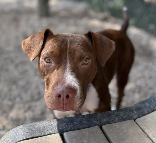 An adult large-sized female Mixed Breed dog named Puptart for adoption in Pensacola, FL