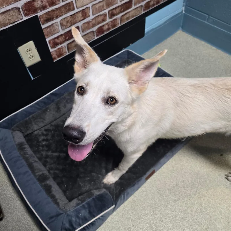 An adult medium-sized female White / Cream Shepherd dog named Monroe for adoption in Windsor, VA