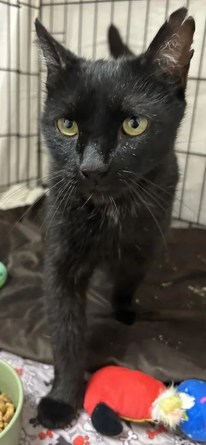An adult small-sized male Domestic Short Hair cat named Tom for adoption in Phoenix, AZ