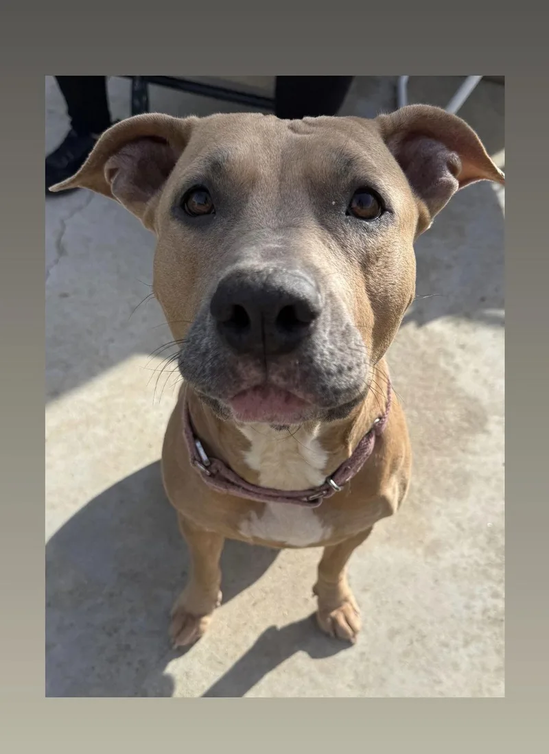 An adult medium-sized female American Staffordshire Terrier dog named Arya for adoption in San Diego, CA