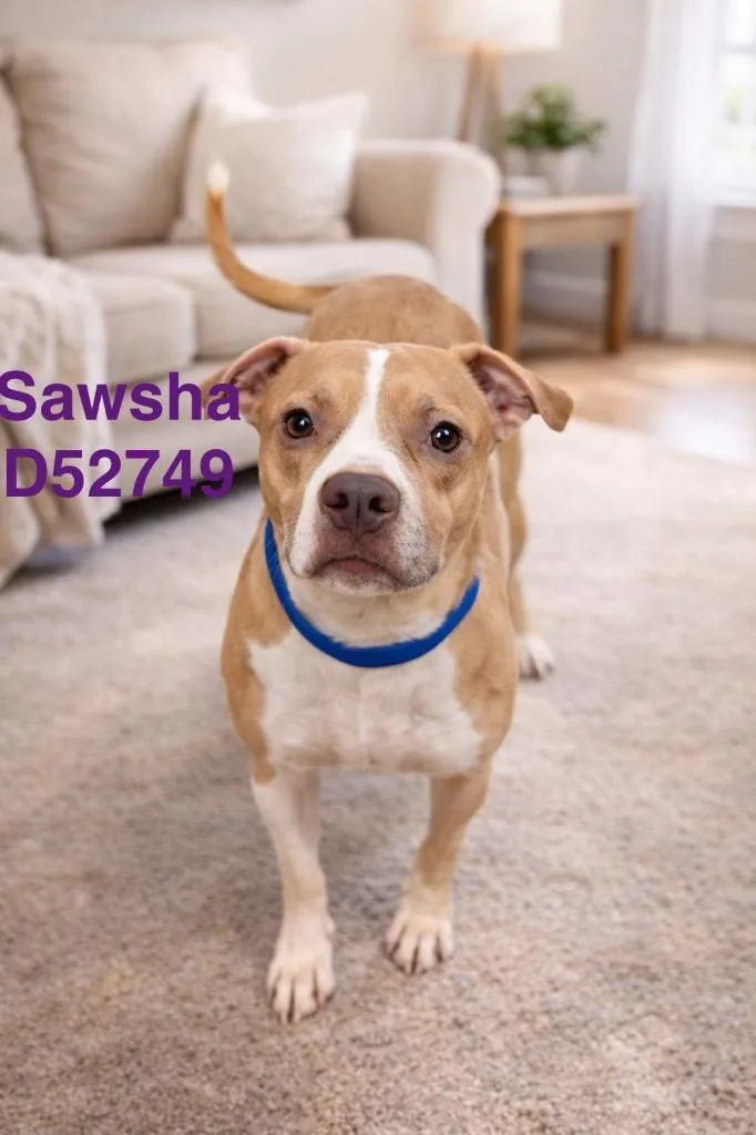 Sawsha