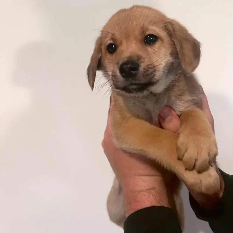 A baby medium-sized male Yellow / Tan / Blond / Fawn Mixed Breed dog named Brown Sugar for adoption in DeKalb, IL