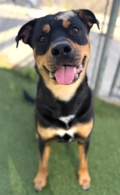 A young large-sized male Mixed Breed dog named Rocko for adoption in Columbia, SC