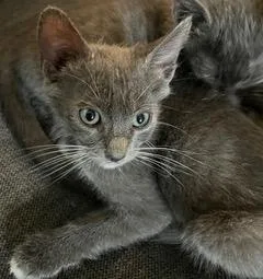 A baby small-sized female Domestic Short Hair cat named Boots for adoption in Camarillo, CA