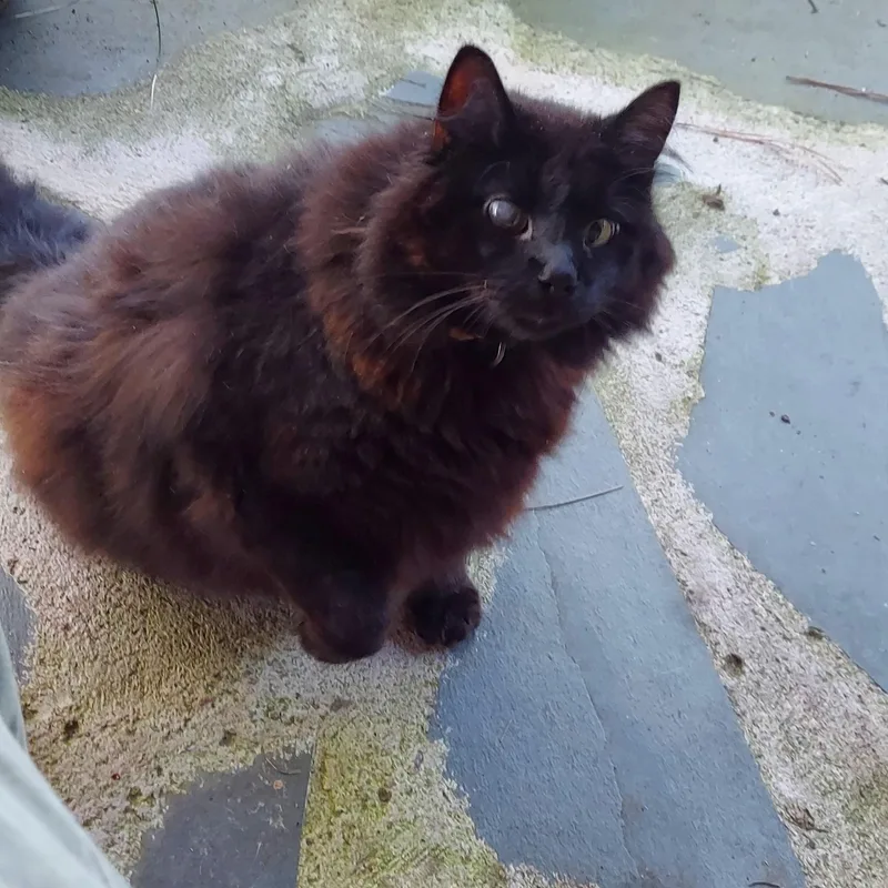 Courtesy Listing Wooley Bear thumbnail 2