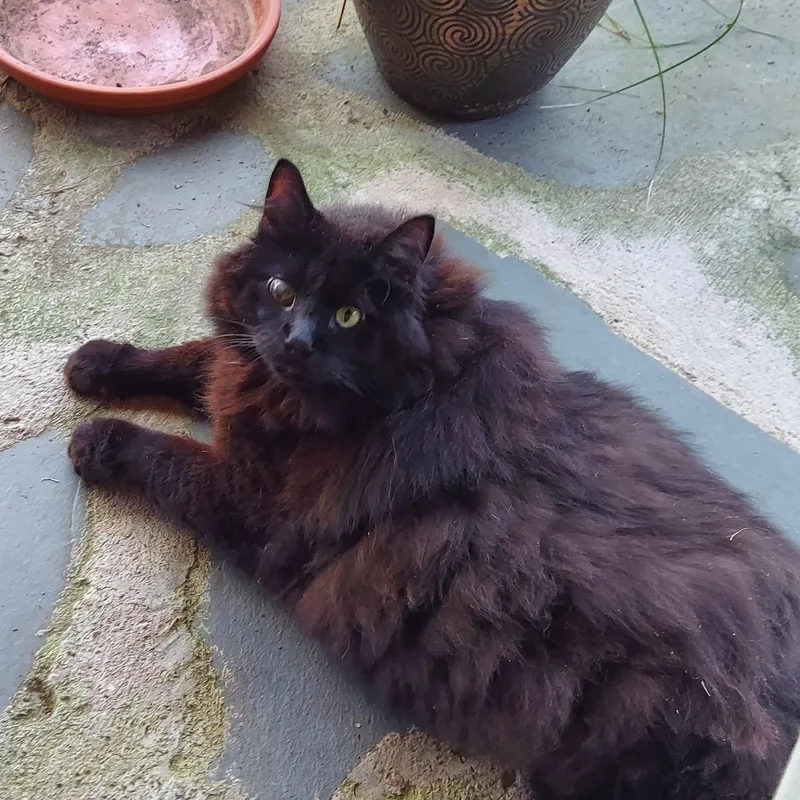 Courtesy Listing Wooley Bear thumbnail 3