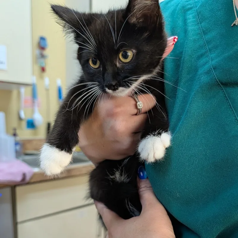 A baby small-sized female Black Domestic Short Hair cat named Kalli for adoption in New York, NY