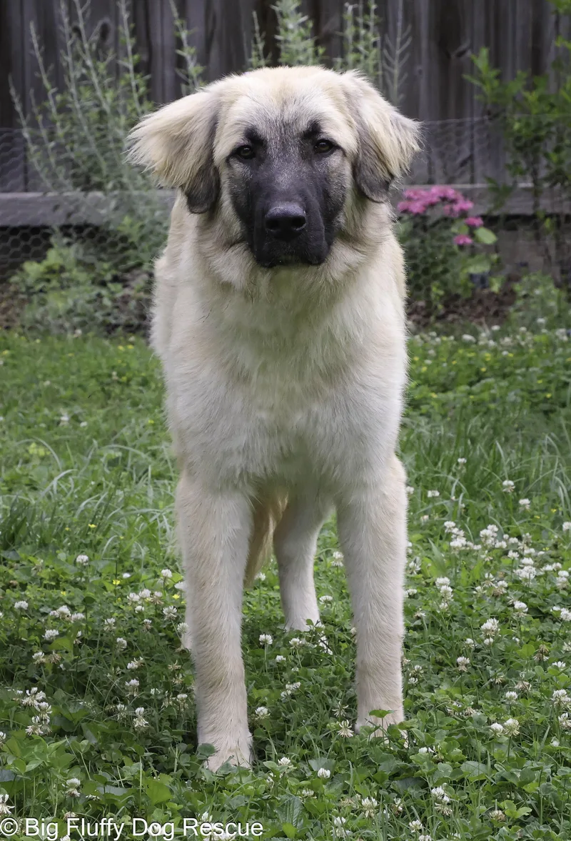 A baby large-sized male Brown / Chocolate Anatolian Shepherd dog named Riggs for adoption in Nashville, TN