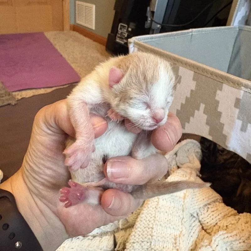 Smalls