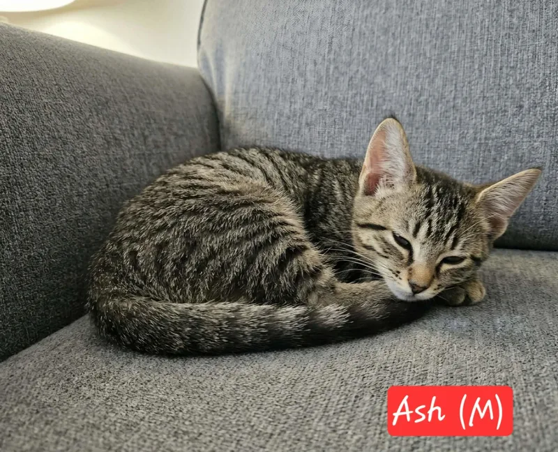 Ash