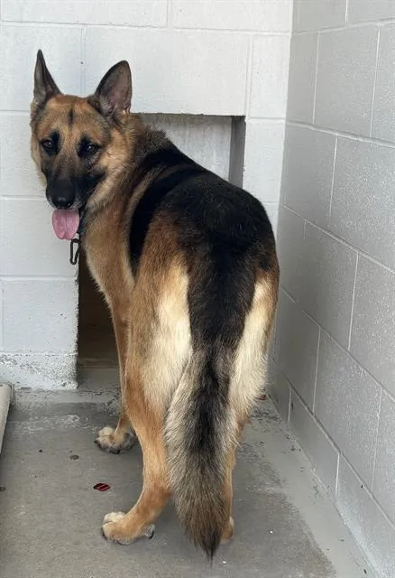 An adult extra large-sized male German Shepherd Dog dog named Chase for adoption in Rosenberg, TX