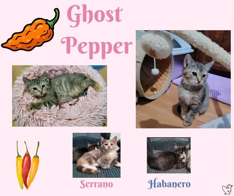 A baby medium-sized female Tabby (Brown / Chocolate) Tabby cat named Ghost Pepper for adoption in Trophy Club, TX