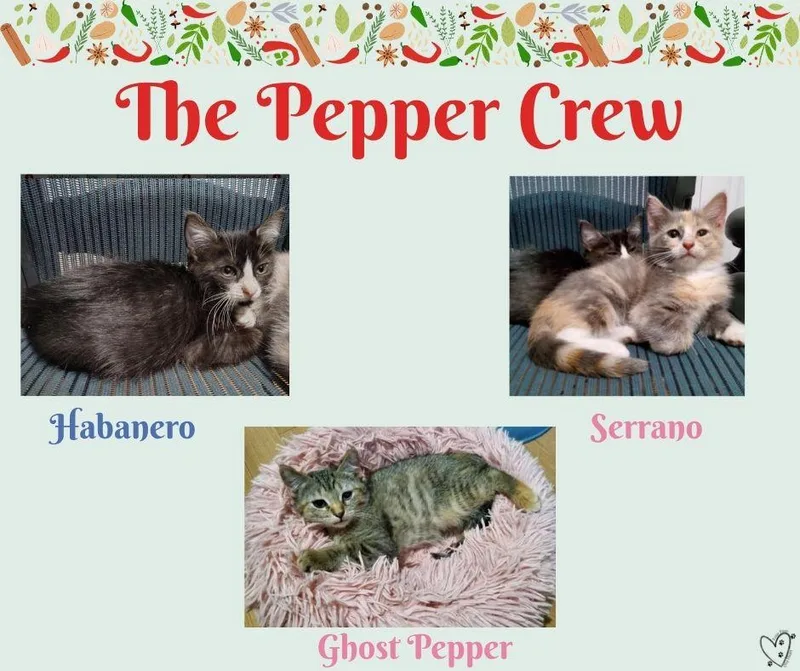 Ghost Pepper thumbnail 2