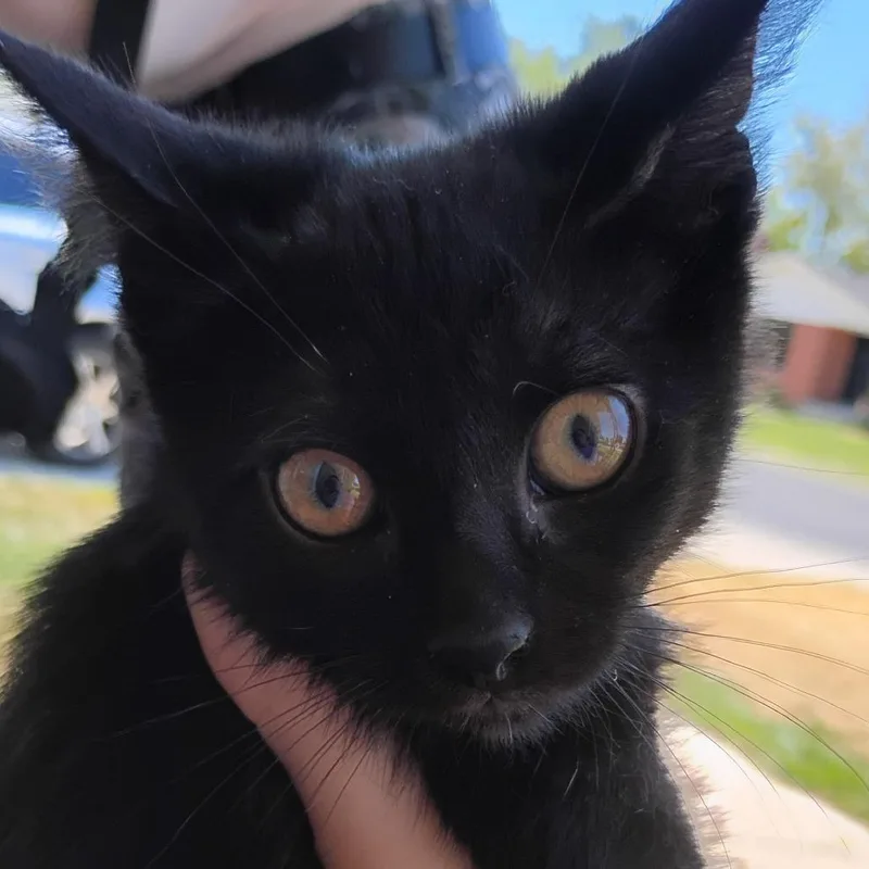 A baby small-sized female Black Domestic Short Hair cat named Binx for adoption in Grantsville, UT