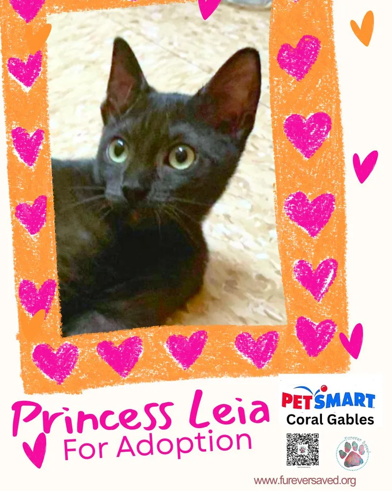 A baby small-sized female Black Domestic Short Hair cat named Princess Leia for adoption in Miami, FL