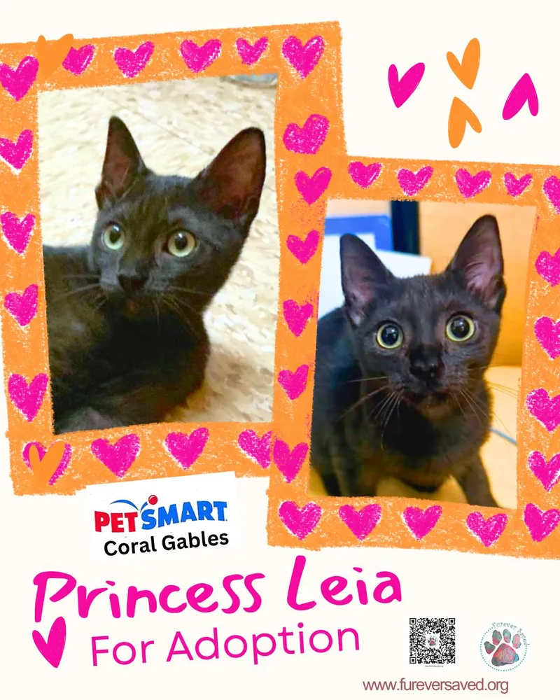 Princess Leia thumbnail 2