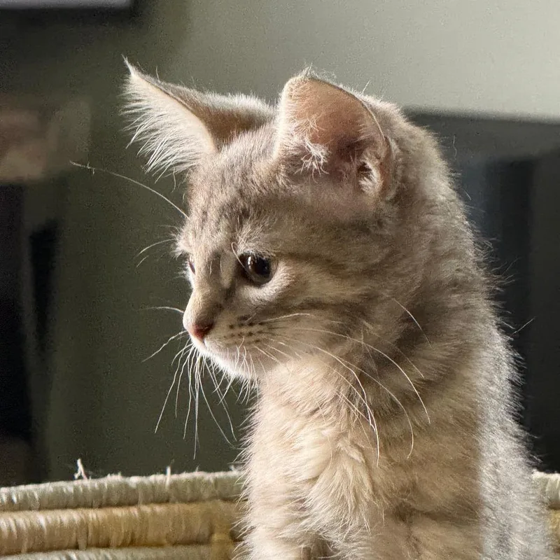 A baby small-sized female Domestic Short Hair cat named Tallie for adoption in Delta, AL