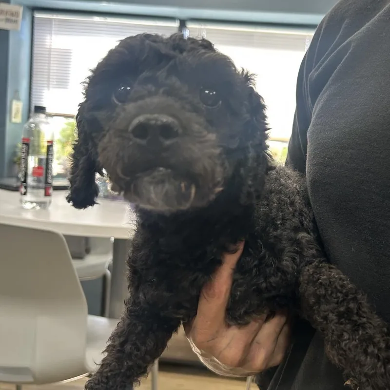 An adult small-sized male Miniature Poodle dog named Lamb for adoption in Newark, NJ