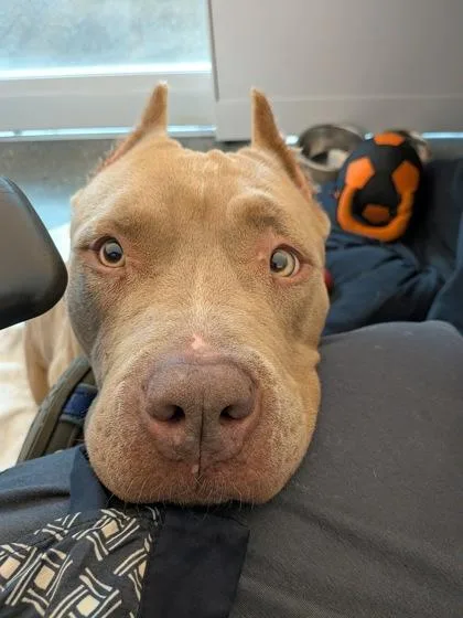 Lady Lasagna