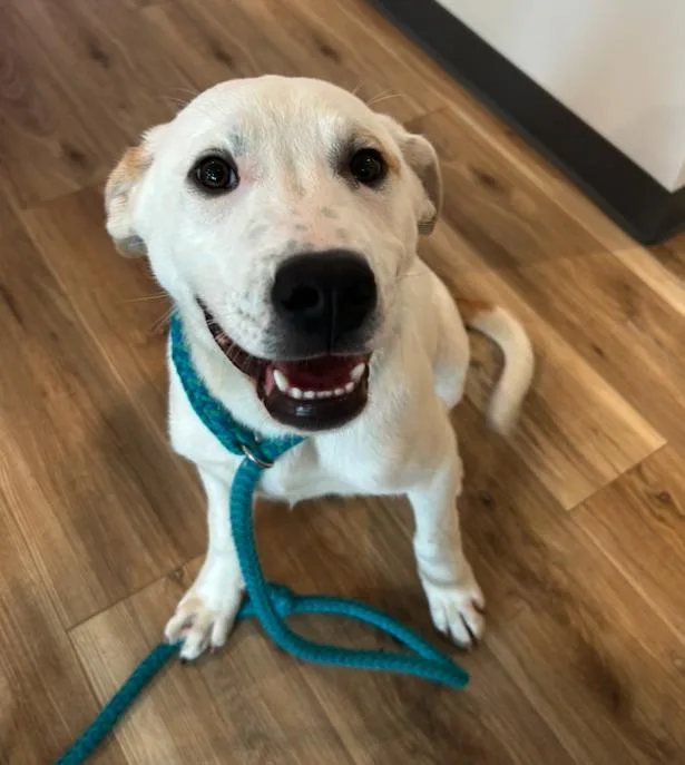 A young large-sized male White / Cream Labrador Retriever dog named Odin for adoption in Reeds Spring, MO
