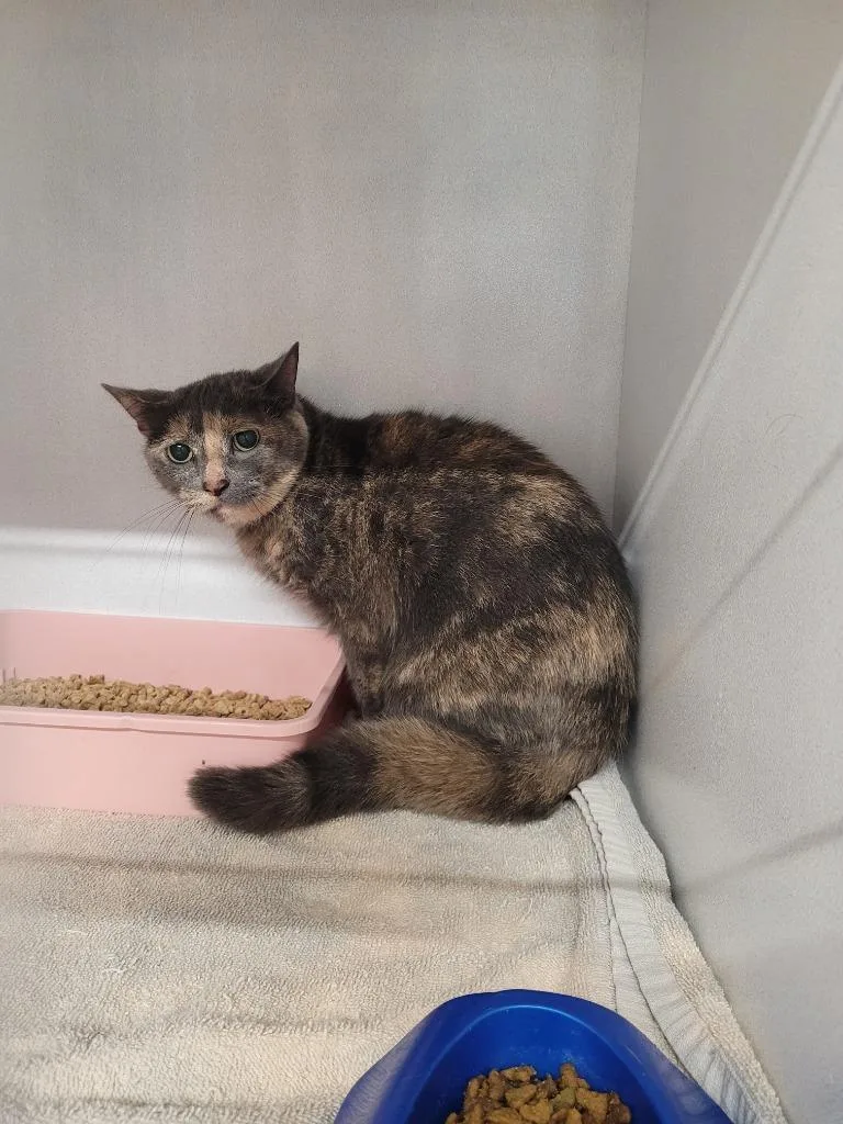 A young large-sized female Domestic Short Hair cat named Bella for adoption in Huntsville, TX