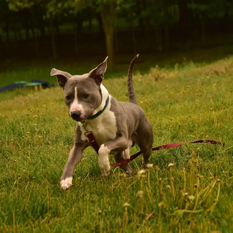 An adult large-sized male Gray / Blue / Silver Mixed Breed dog named Jay for adoption in Owosso, MI