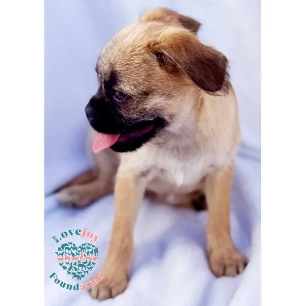 Pug Bonnie Barker thumbnail 2