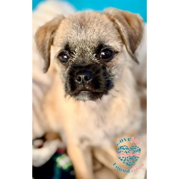 Pug Bonnie Barker thumbnail 3