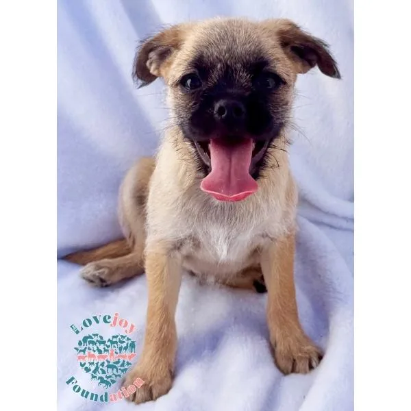 Pug Bonnie Barker thumbnail 4