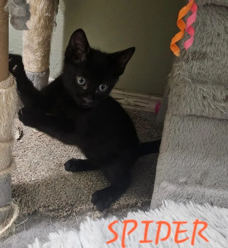 A baby small-sized female Domestic Medium Hair cat named Spider for adoption in Dallas, TX