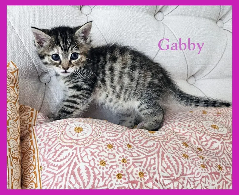 A baby medium-sized female Domestic Short Hair cat named Gabby for adoption in Hoover , AL