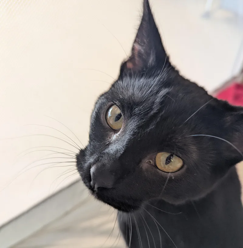 Spongebob thumbnail 2